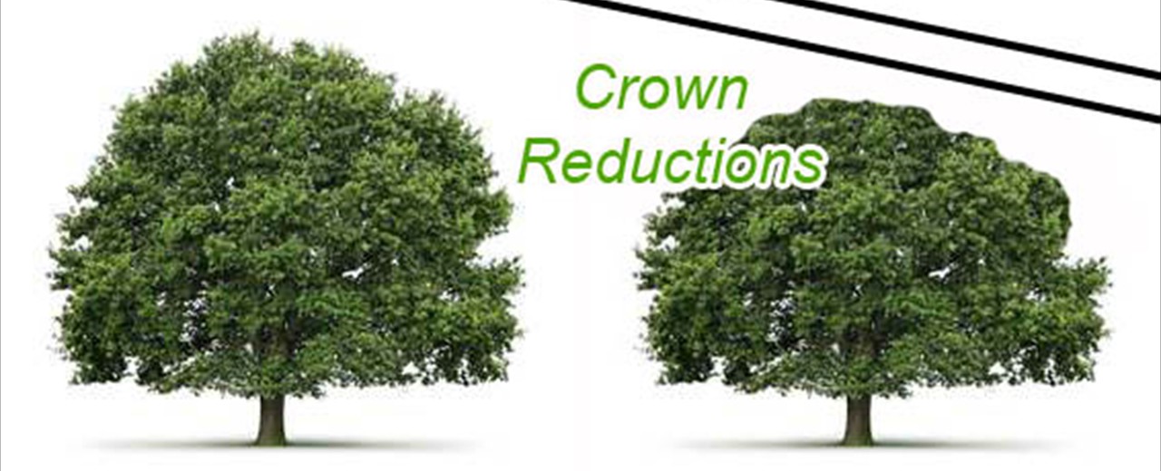 Tree Care: Crown-reductions