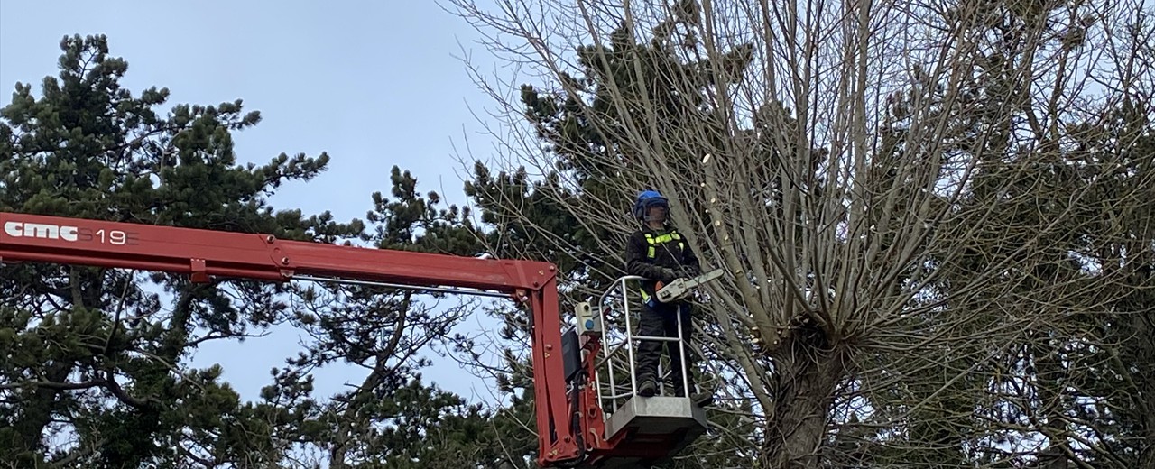 Large or Small Tree Care Projects